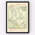 1954 Augusta National Vintage Course Map